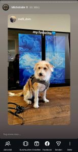 Hund Pauli Milchstraße 11 Pöseldorf Michaela de Luxe